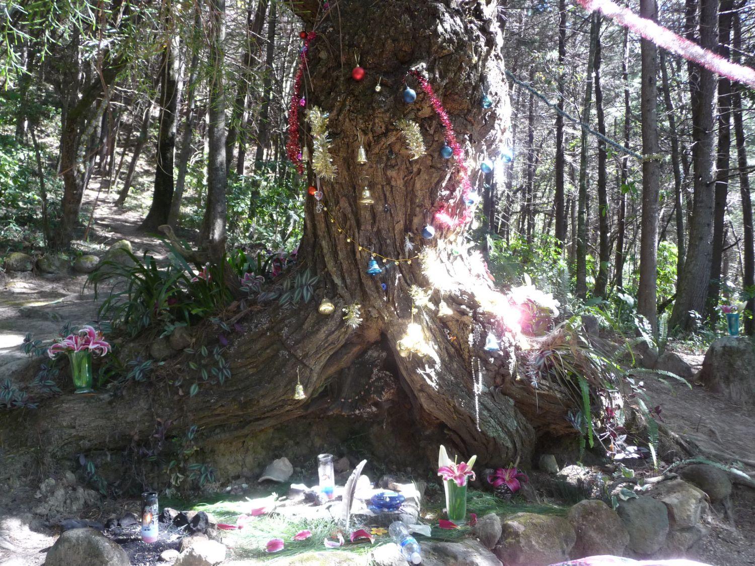 Ein mächtiger alter Baum im Wald des Zentrums, geschmückt mit Kugeln, Glöckchen und Girlanden, davor ein Naturaltar mit Kerzen, Lilien und Blütenblättern im Sonnenlicht